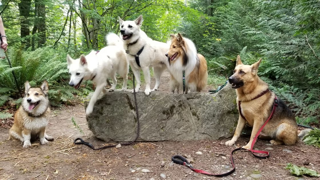 dog meetup groups near me