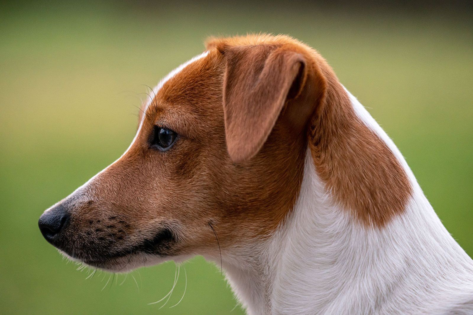 dog pictures jack russell terrier