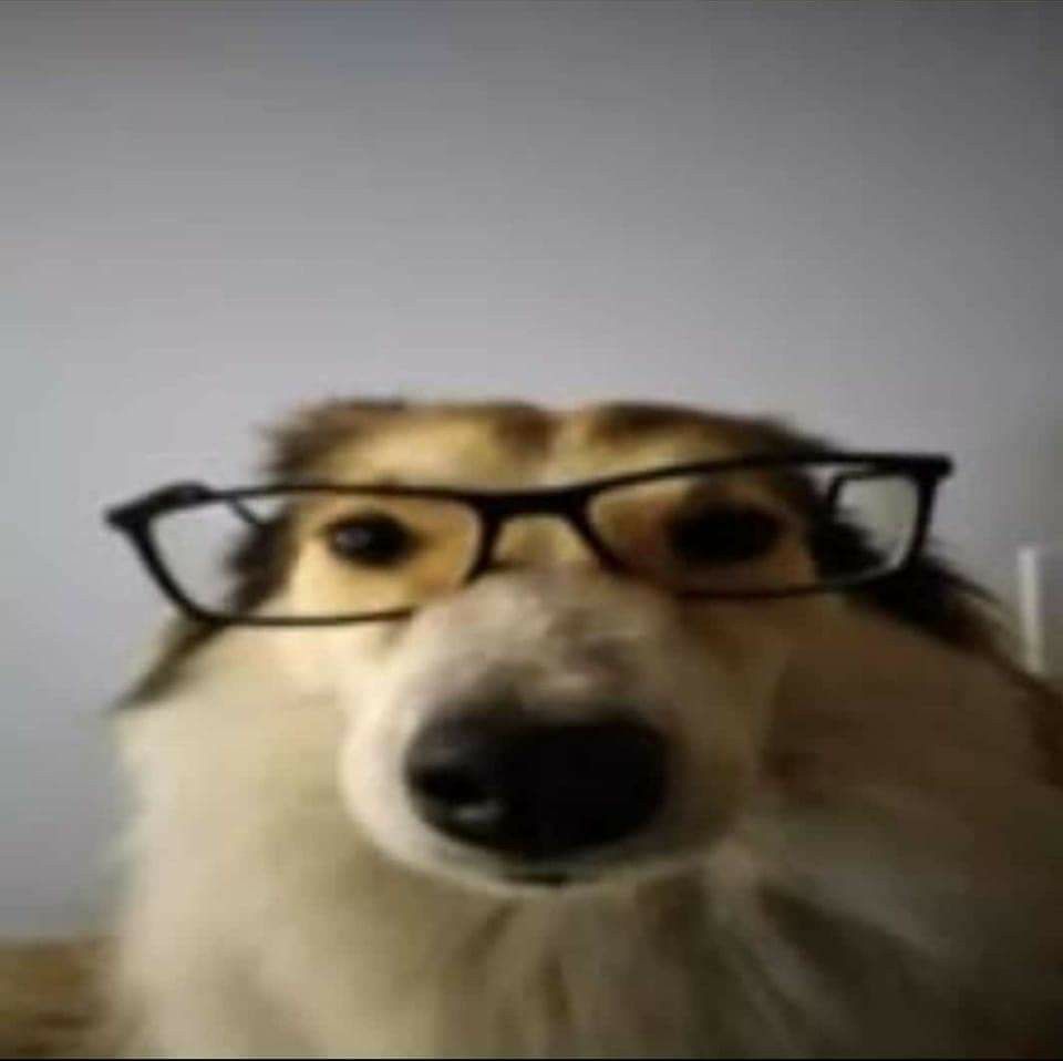 dog with glasses meme