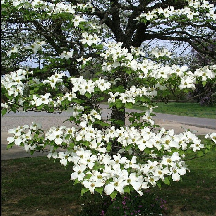 dogwood tree español