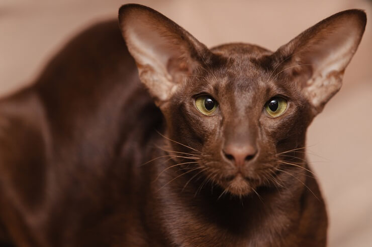 domestic cats with big ears