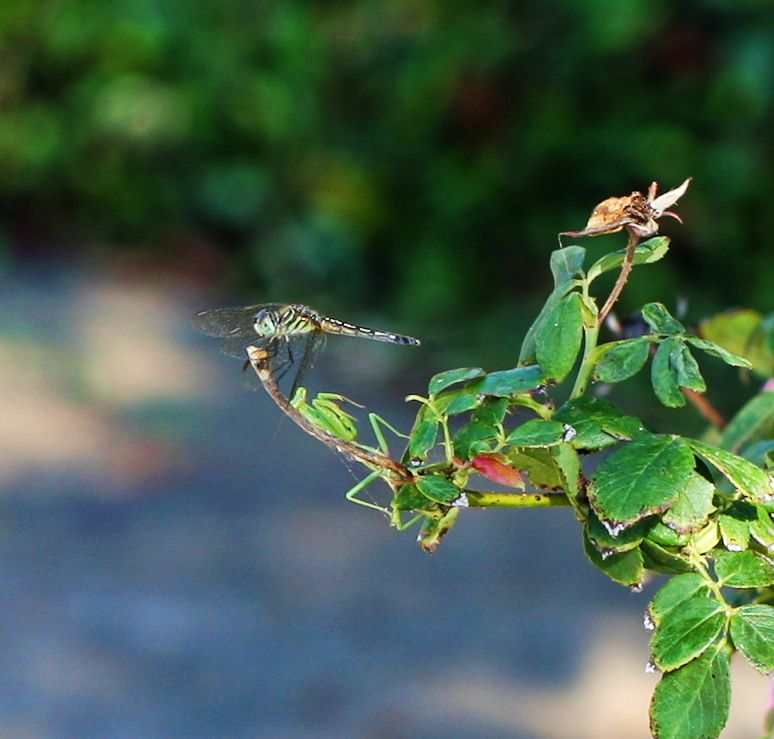 dragonfly vs praying mantis