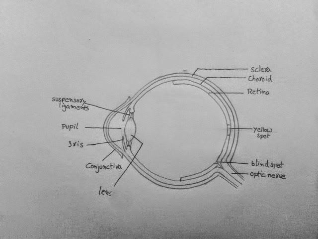 draw a labelled sketch of the human eye