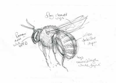 drawing blue banded bee