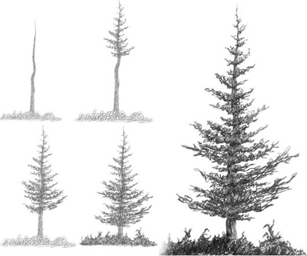 drawing realistic trees step by step