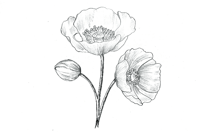 drawings of poppy flowers