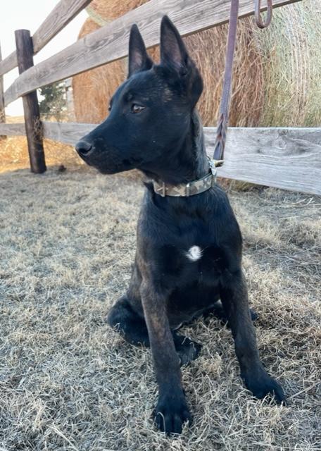 dutch shepherd rottweiler mix