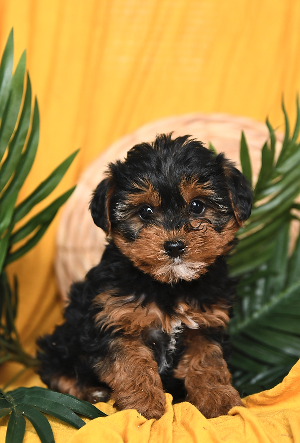 yorkiepoo puppies for sale near me