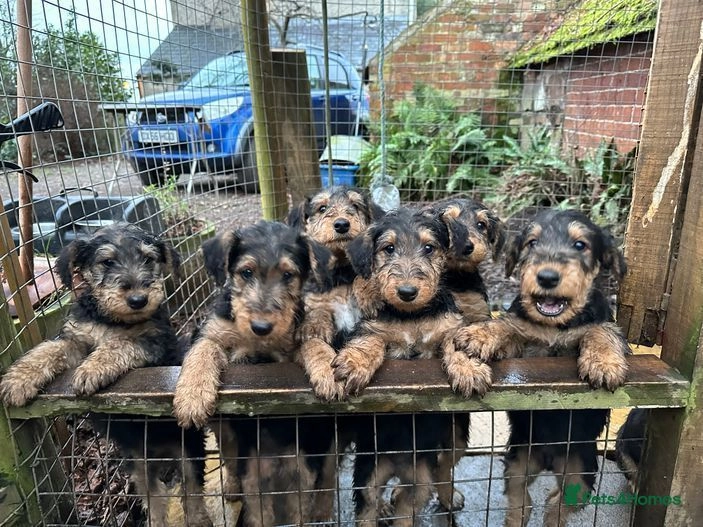 airedale puppies for sale