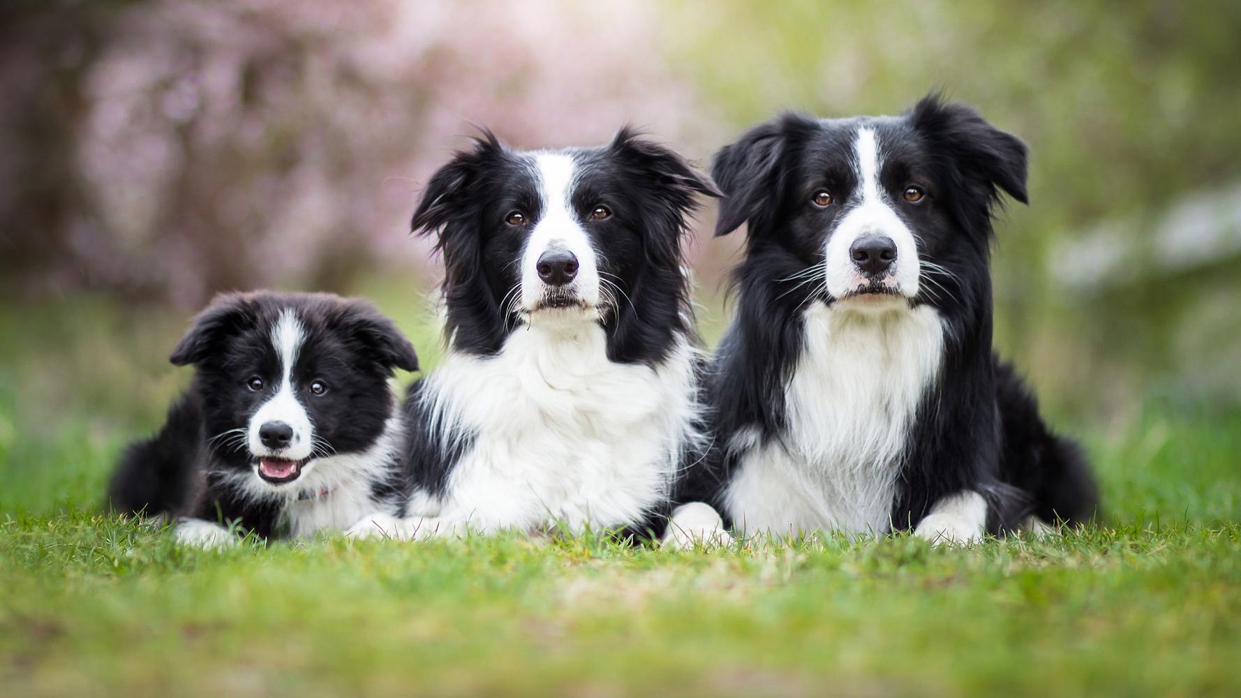 collie breeders in wisconsin