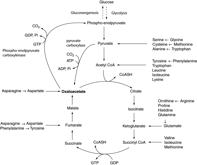 oxaloacetate food sources