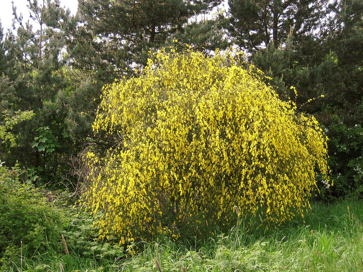 bush plant pictures