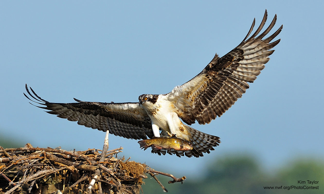 osprey vs seahawk