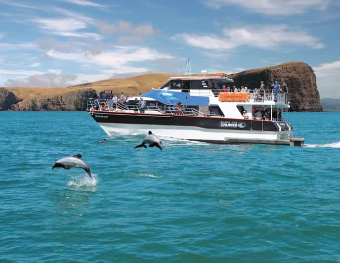 akaroa dolphin cruise