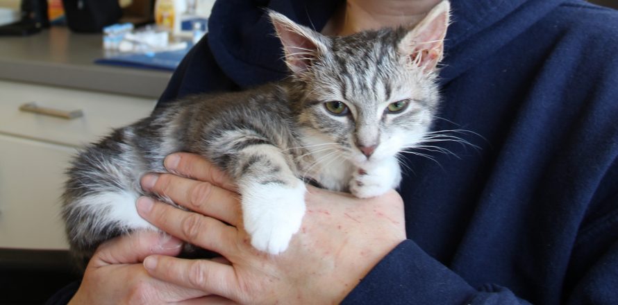 twelve week old kitten