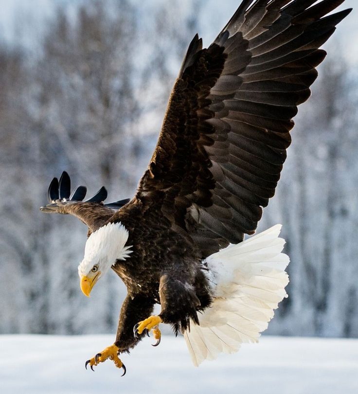 eagle flying images