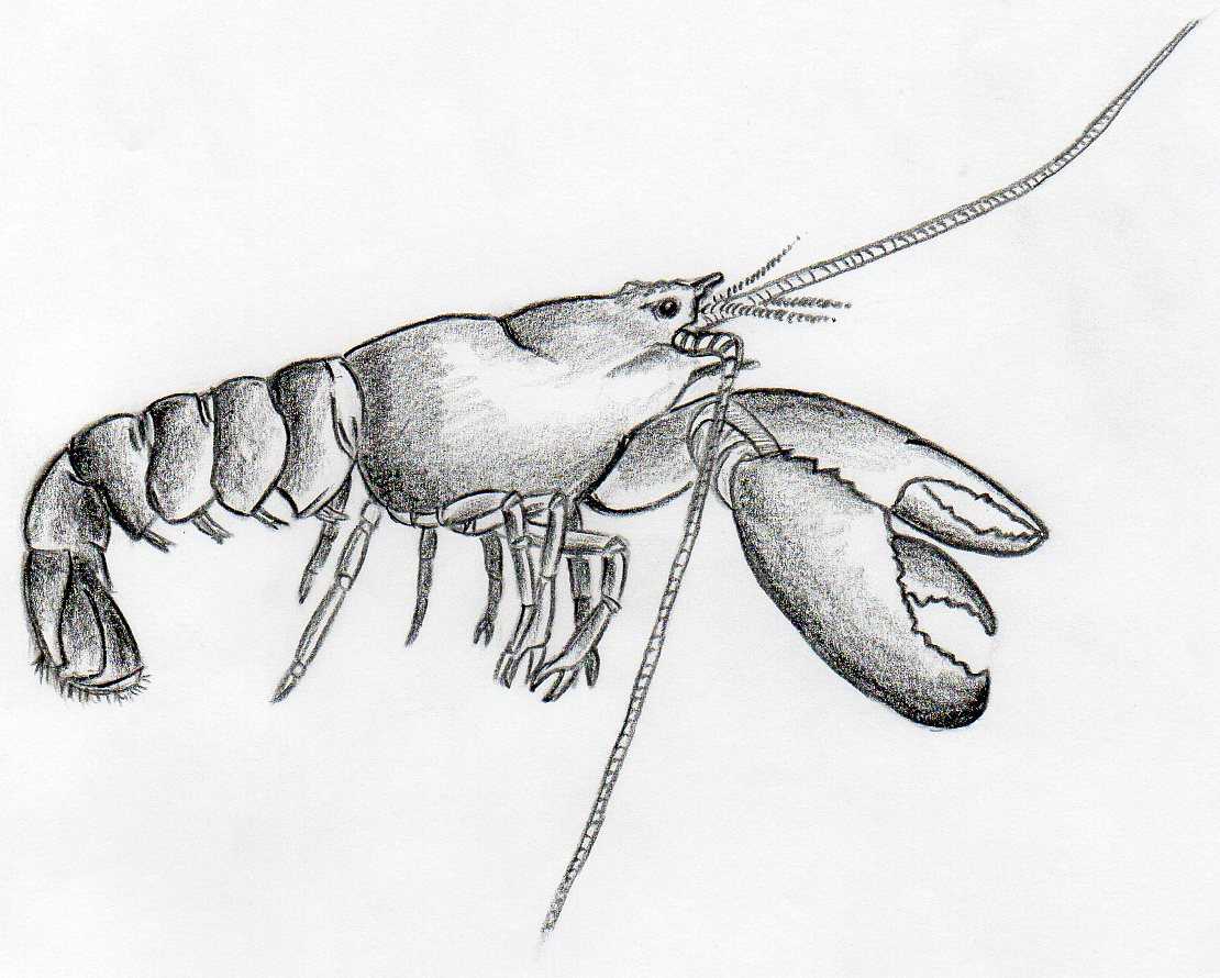 easy draw lobster