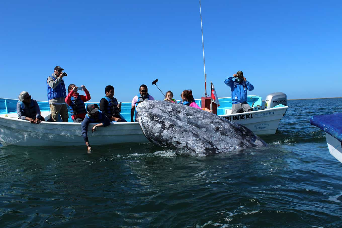 moby dick tours