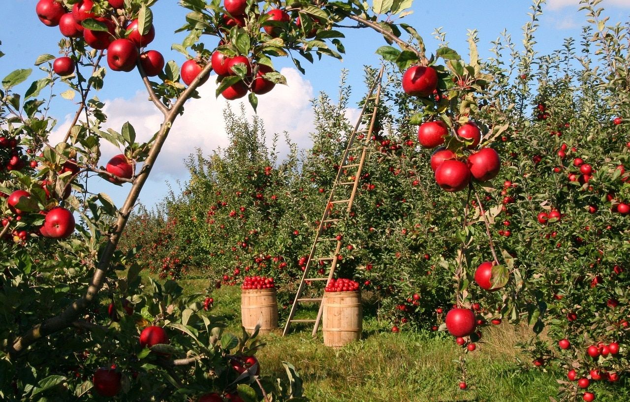 apple orchard near dekalb illinois