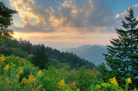 tree mountains