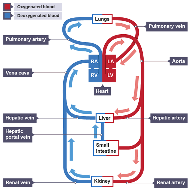 bbc bitesize cardiovascular system