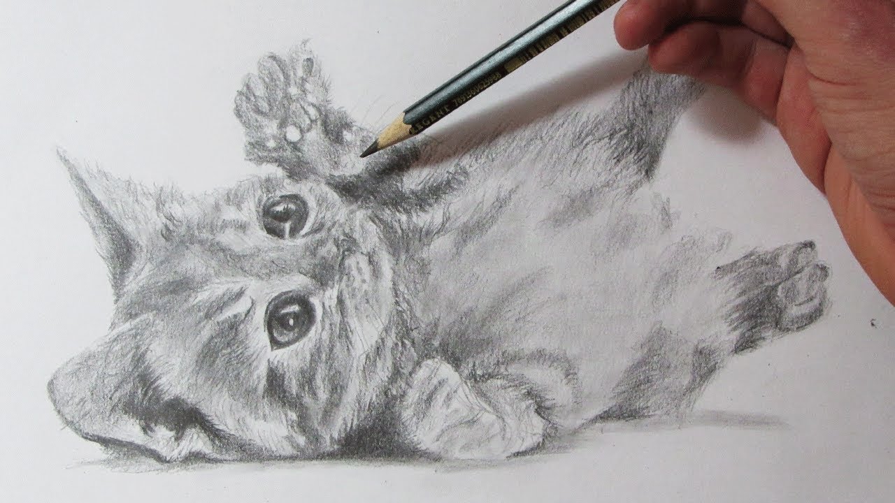 cómo dibujar un gato realista