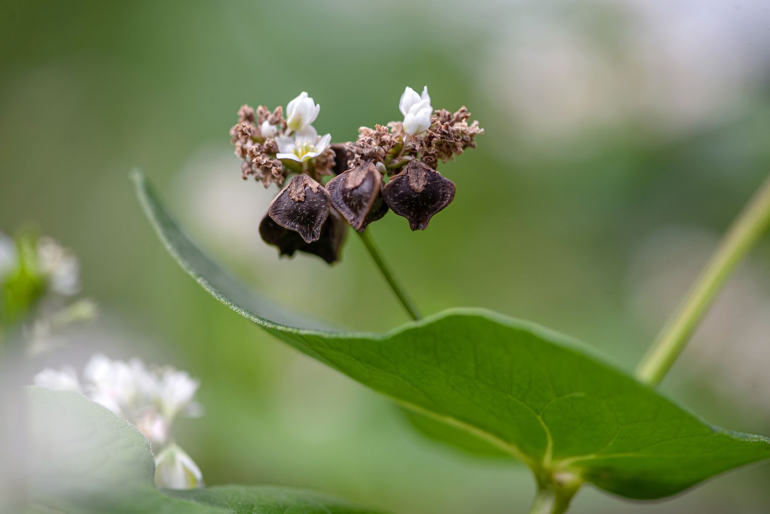 buckwheat plant pictures