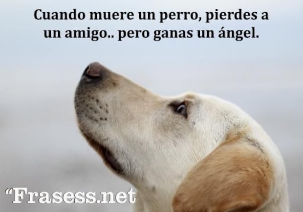 frases perritos fallecidos