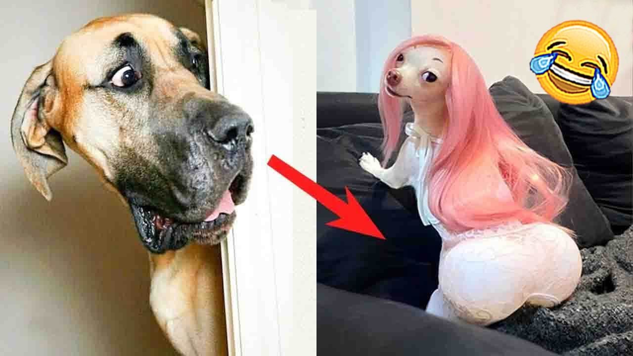 funniest dog pictures