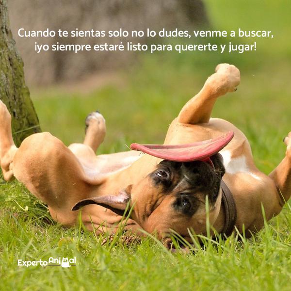 emotivas frases para perros instagram