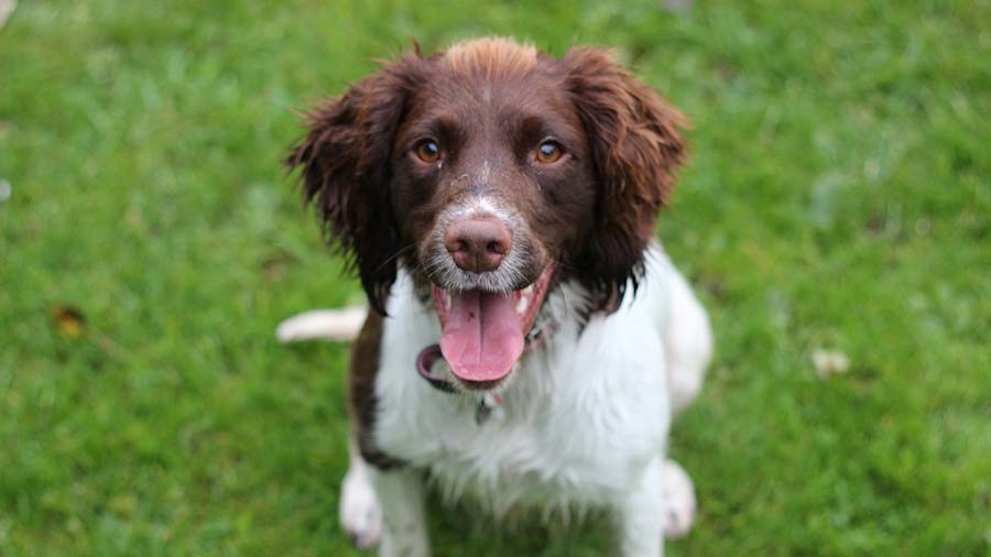 english springer spaniel pictures