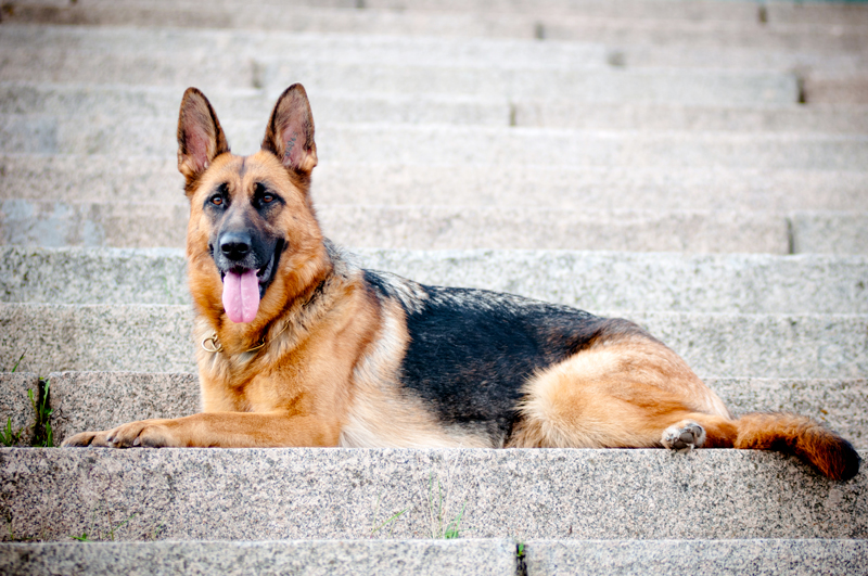 german shepherd puppies for sale