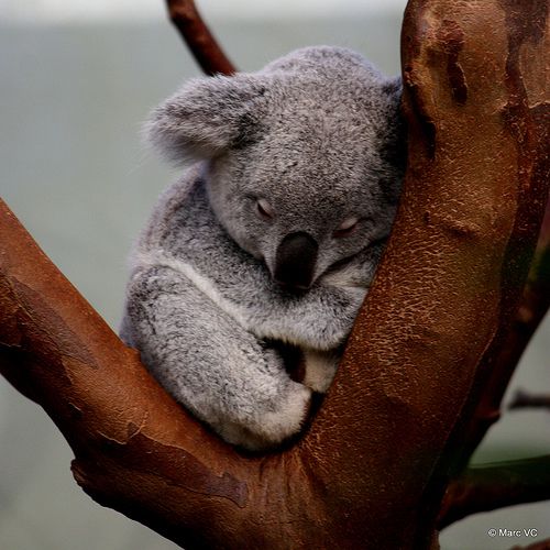 cute koala bear pictures