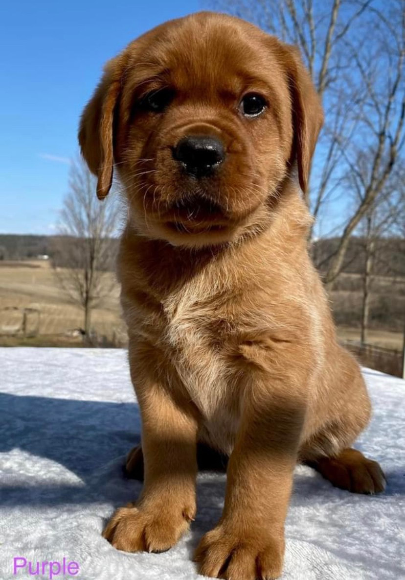 fox red lab puppies for sale in ny