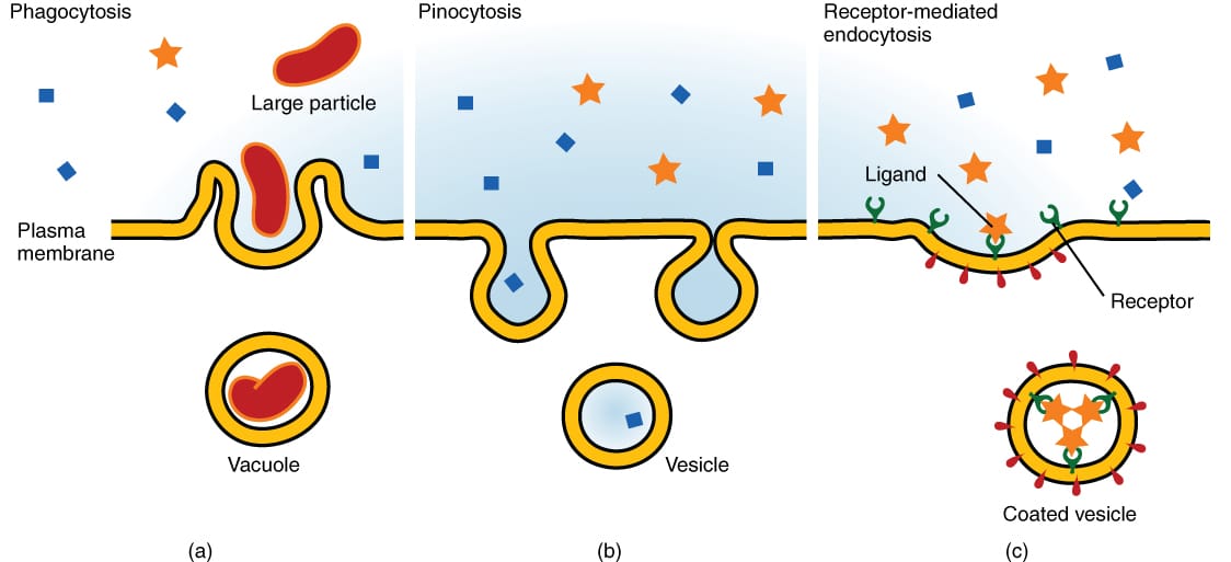 exocytosis