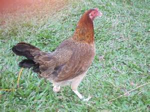 lacy roundhead hen