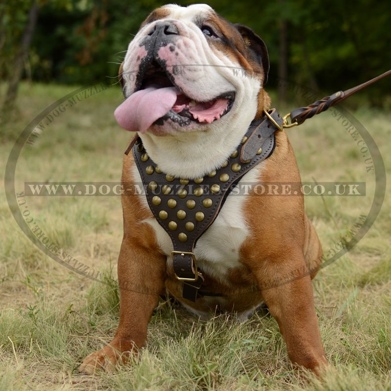 english bulldog harness