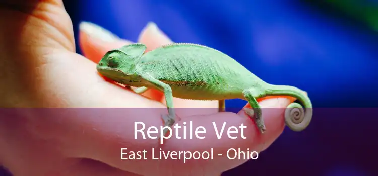 veterinarian east liverpool ohio