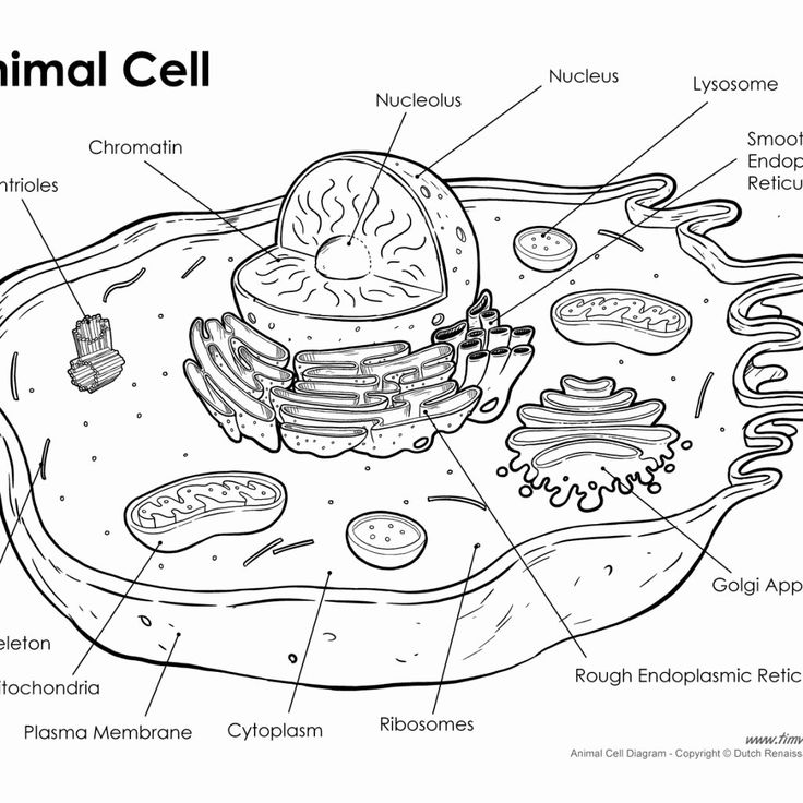 cell labeling worksheet answers