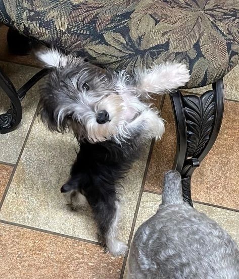 schnauzer rescue near me