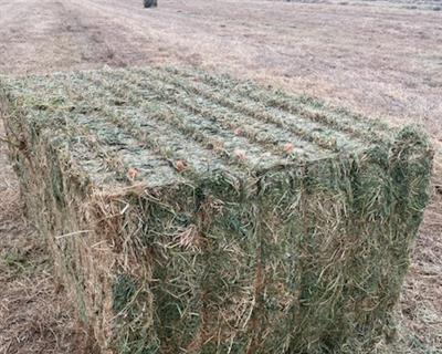 feed central hay for sale