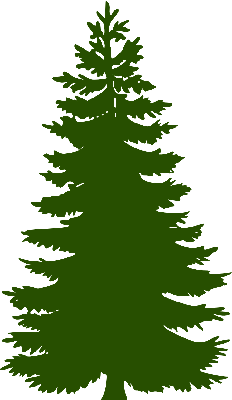 fir tree graphic