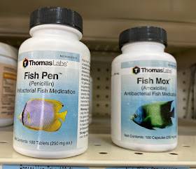 fish amoxicillin tractor supply