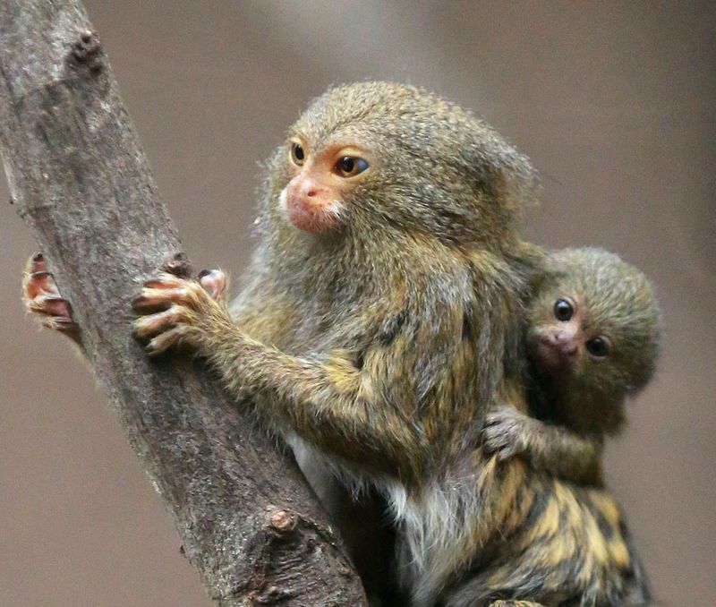 full grown marmoset monkey