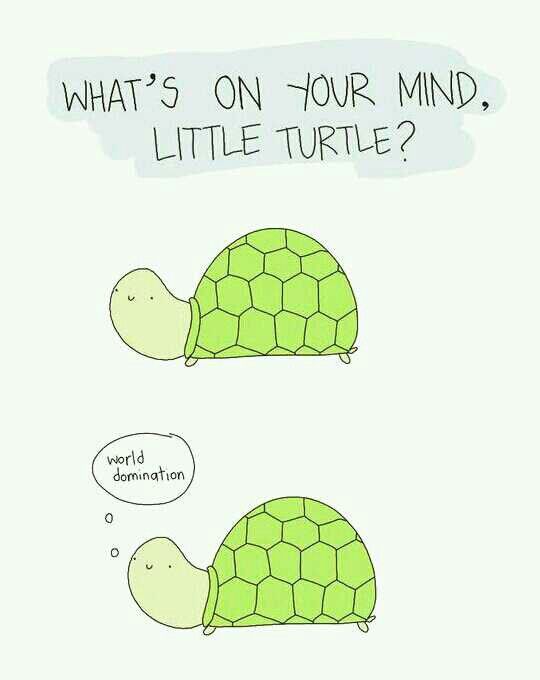 funny turtle quotes