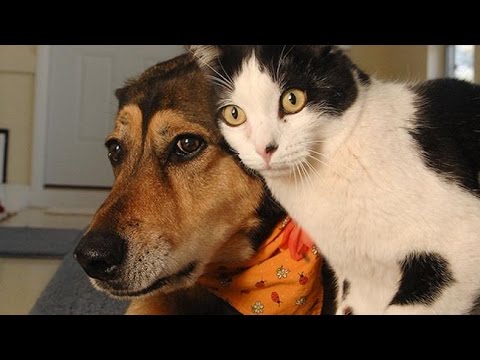 funny videos of cats and dogs