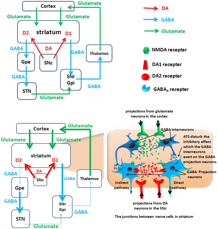 gabapentin and adderall interaction