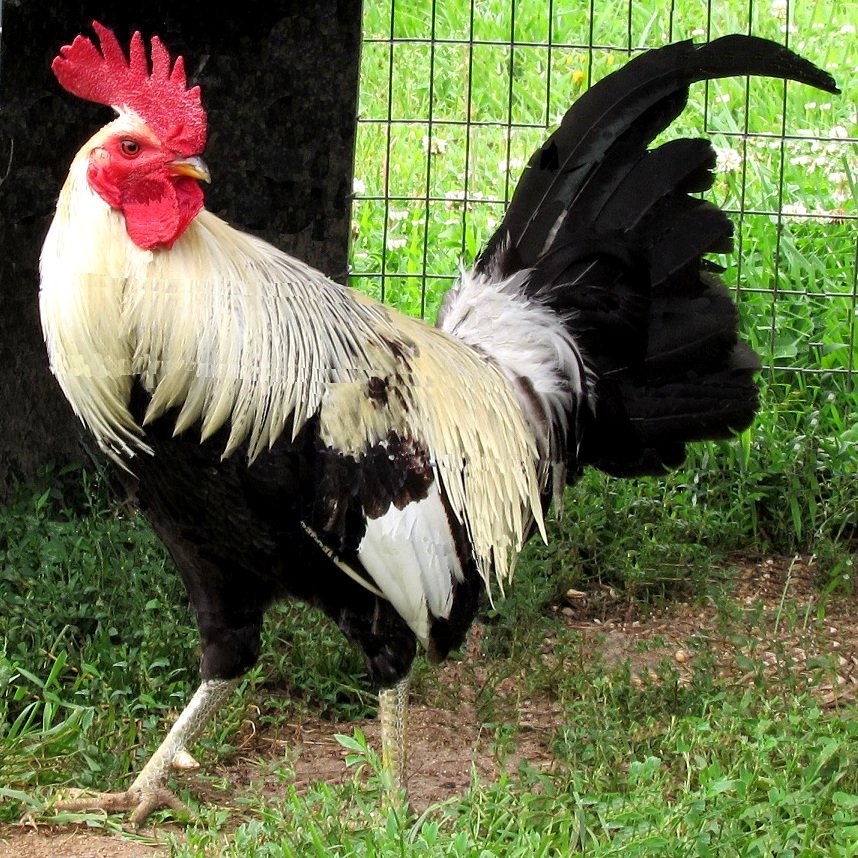 gamefowl rooster for sale