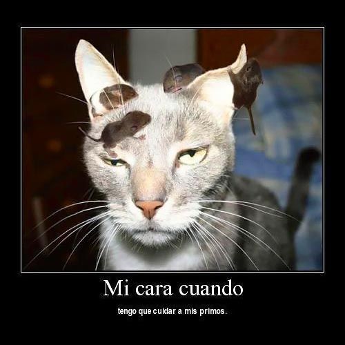 gatos graciosos con frases