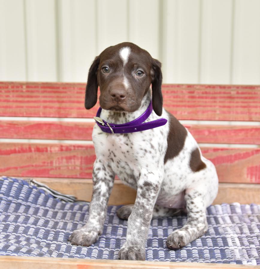 german shorthaired puppies for sale near me